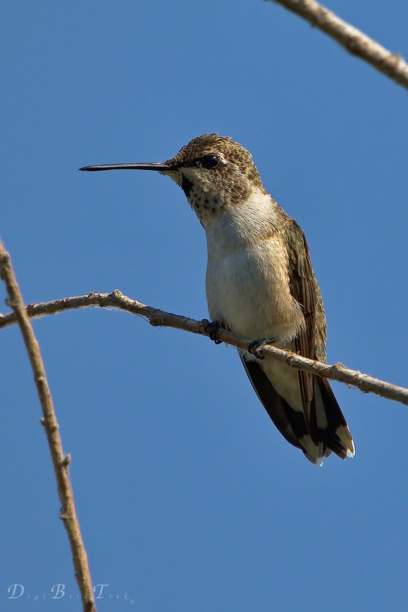Black-chinned Hummingbird - DigiBirdTrek CA
