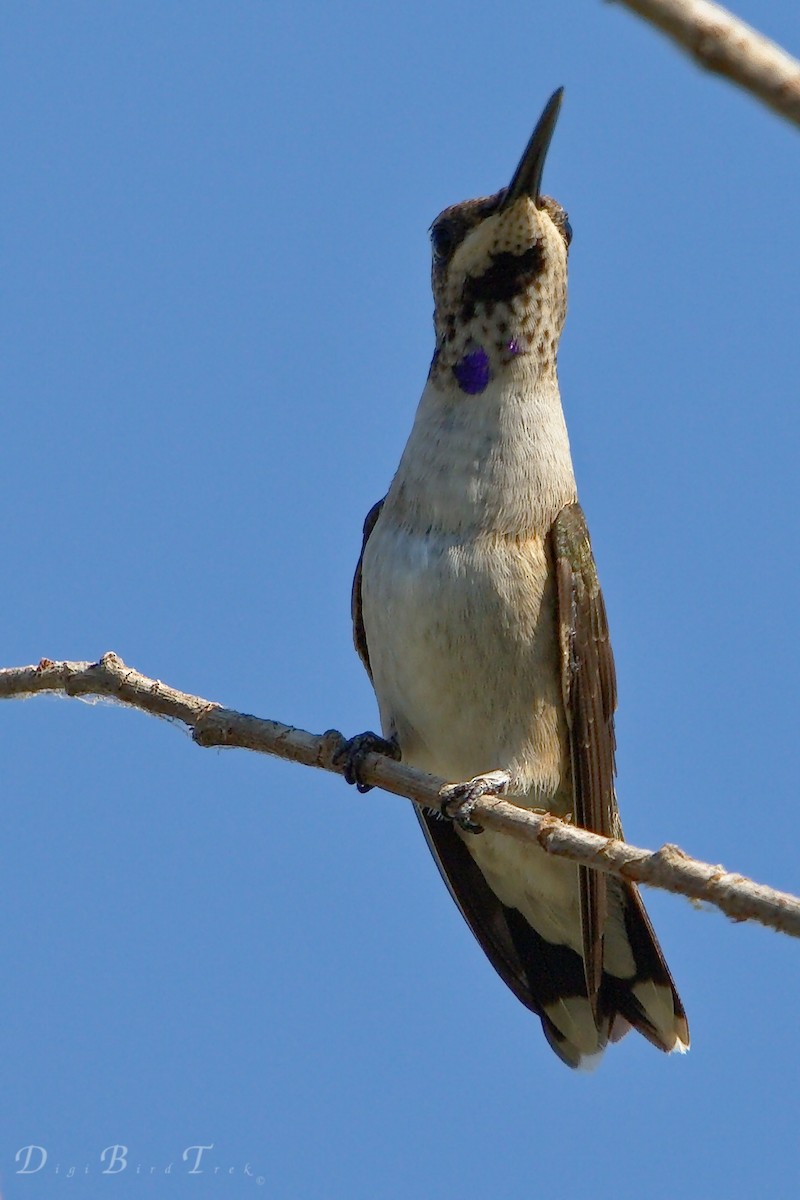 Black-chinned Hummingbird - DigiBirdTrek CA