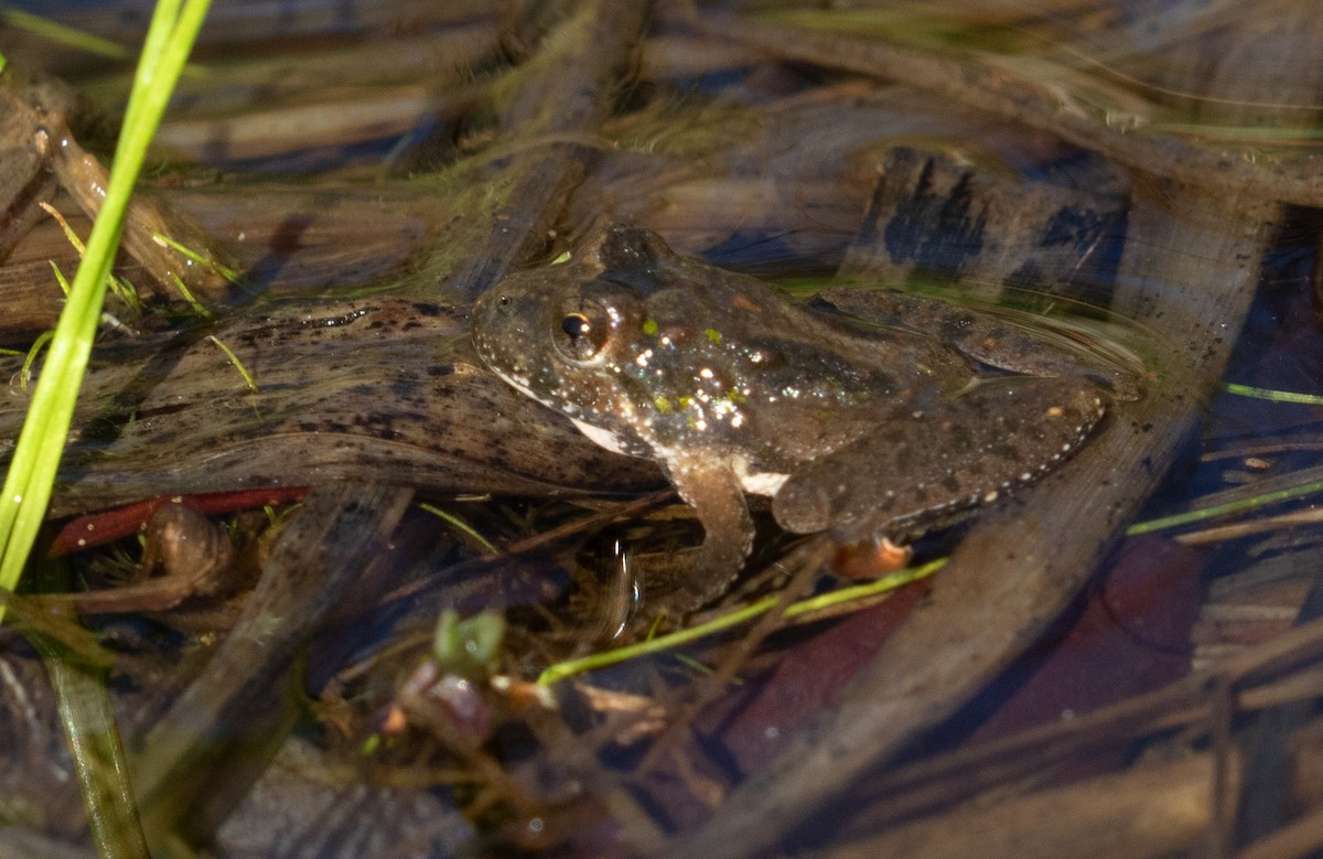 Northern Cricket Frog - ML654452633