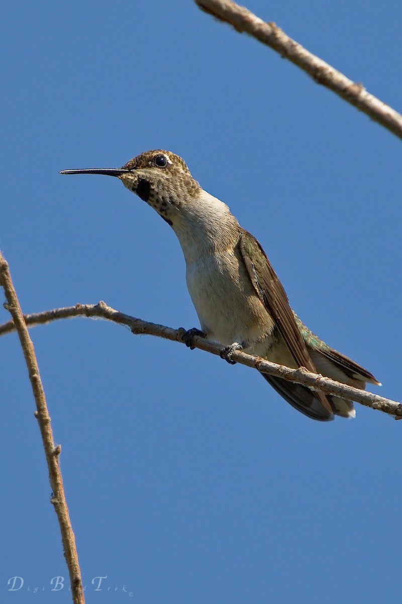 Black-chinned Hummingbird - DigiBirdTrek CA
