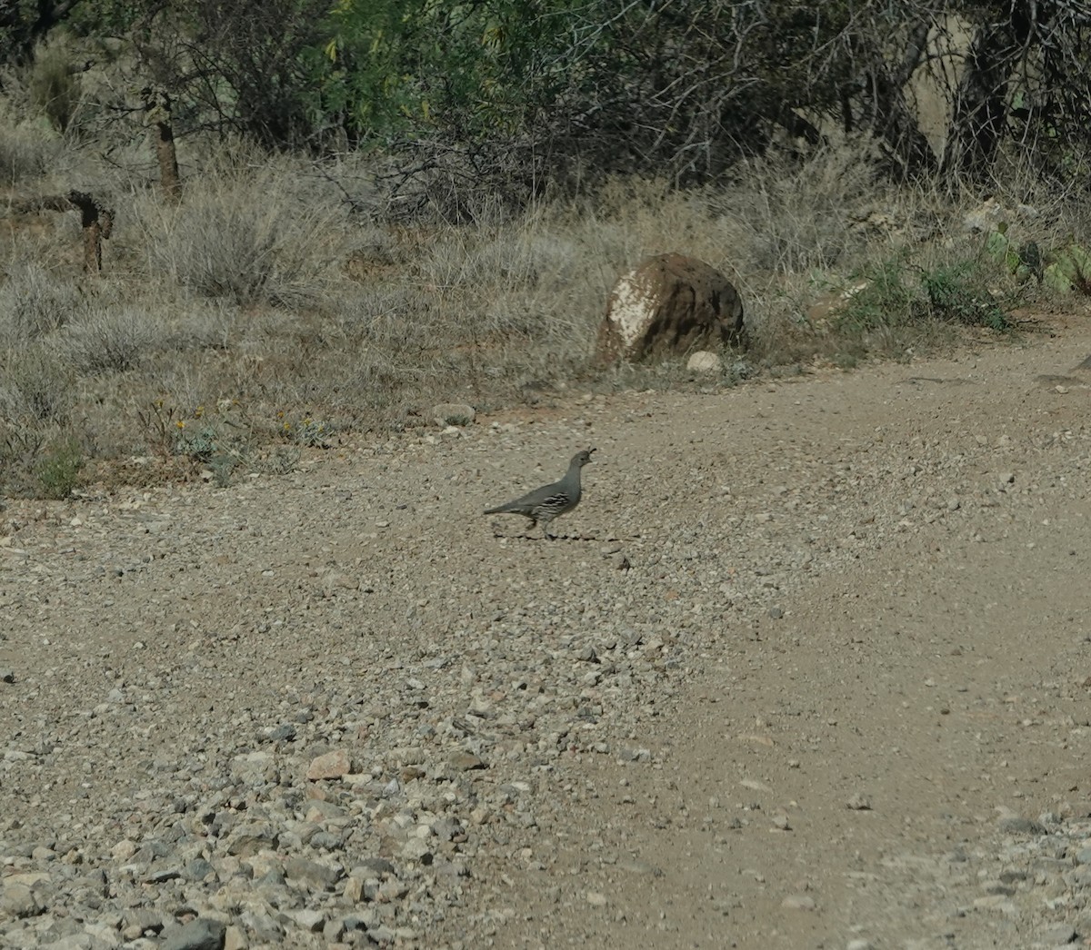 Gambel's Quail - ML654453121