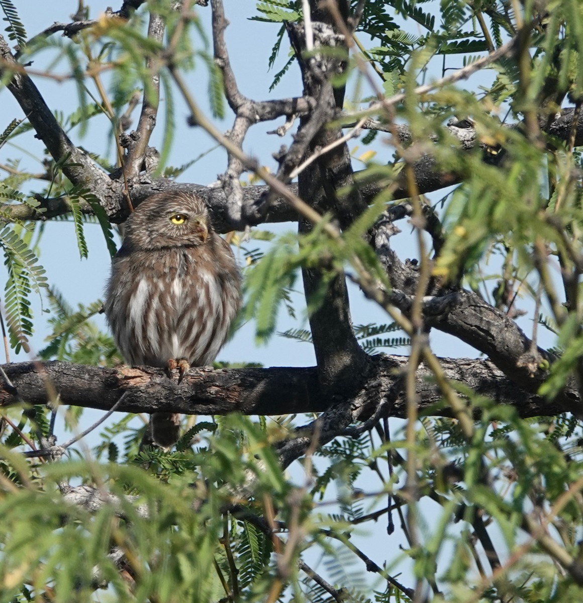 Ferruginous Pygmy-Owl - ML654453174