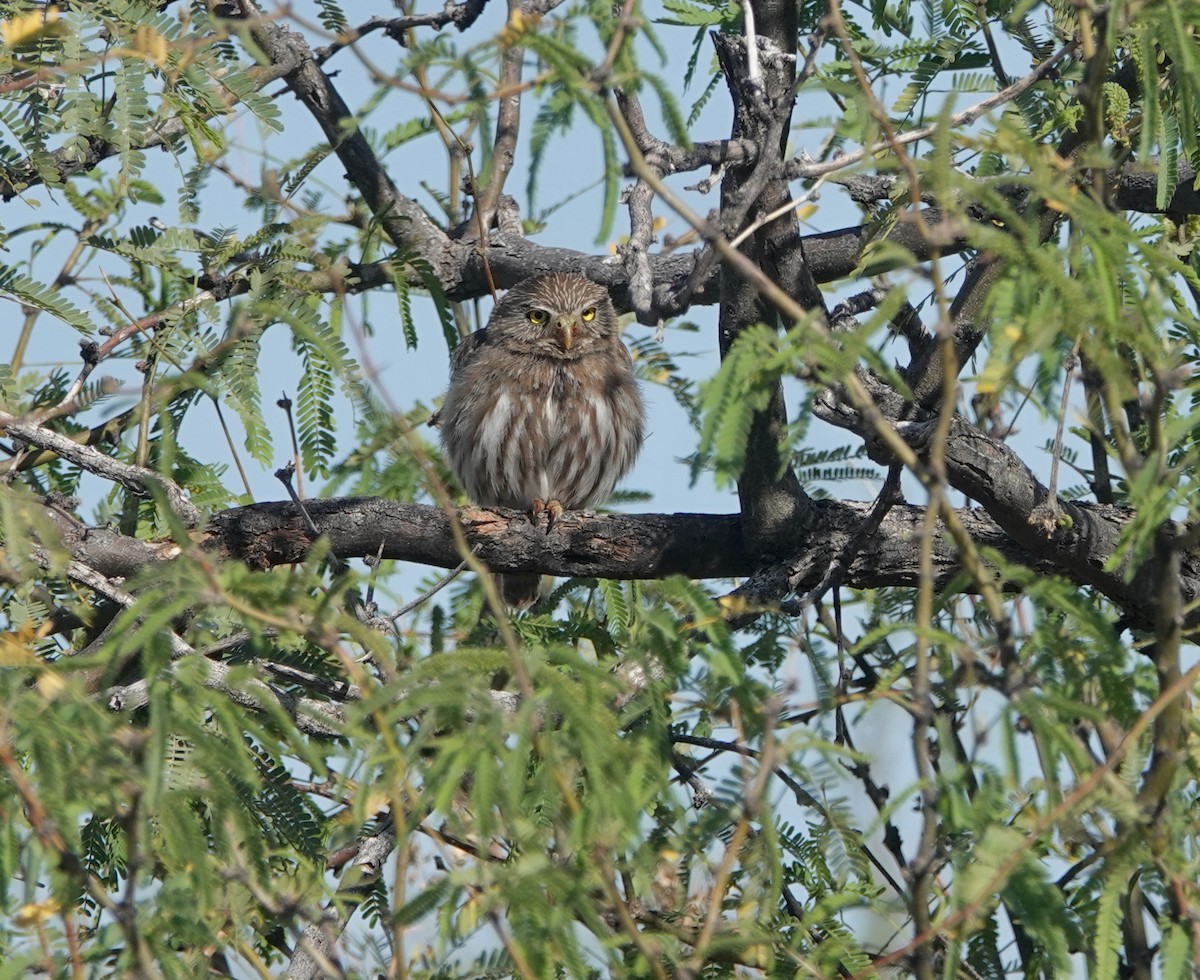 Ferruginous Pygmy-Owl - ML654453175