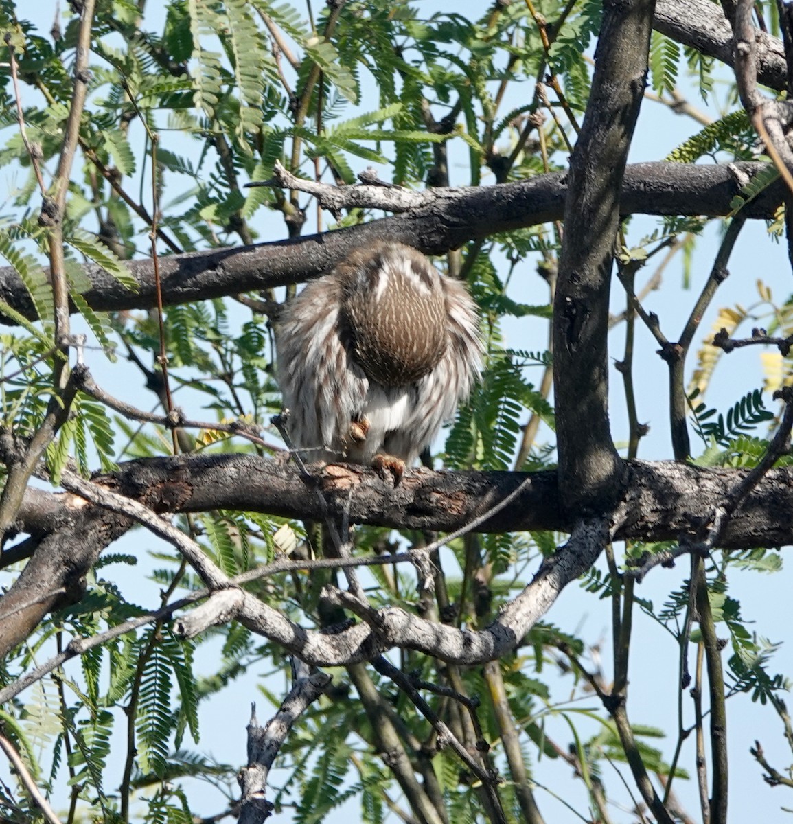 Ferruginous Pygmy-Owl - ML654453176