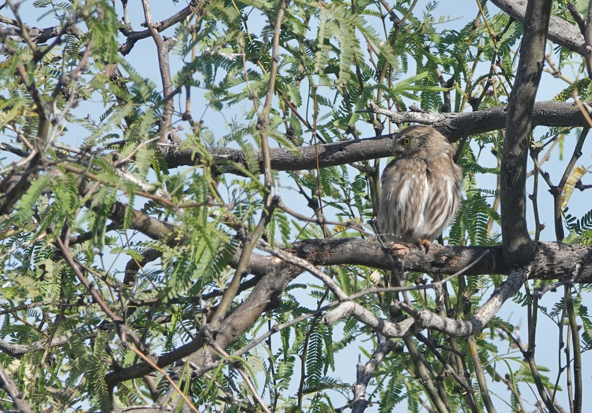 Ferruginous Pygmy-Owl - ML654453177