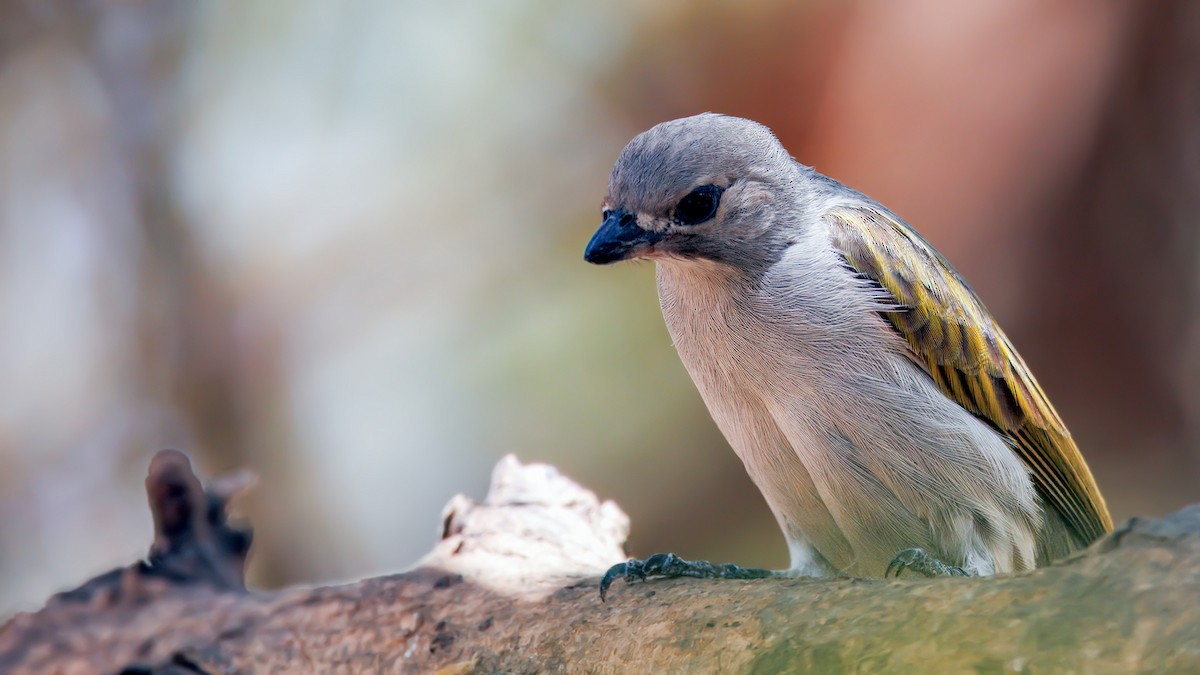 Lesser Honeyguide (Lesser) - ML654455572