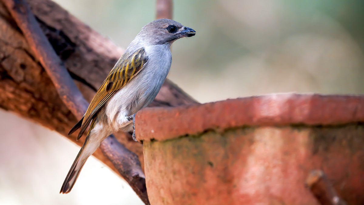 Lesser Honeyguide (Lesser) - ML654455576