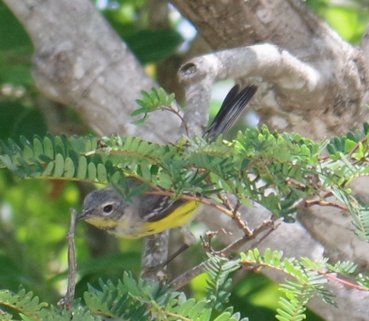 Magnolia Warbler - ML654455932