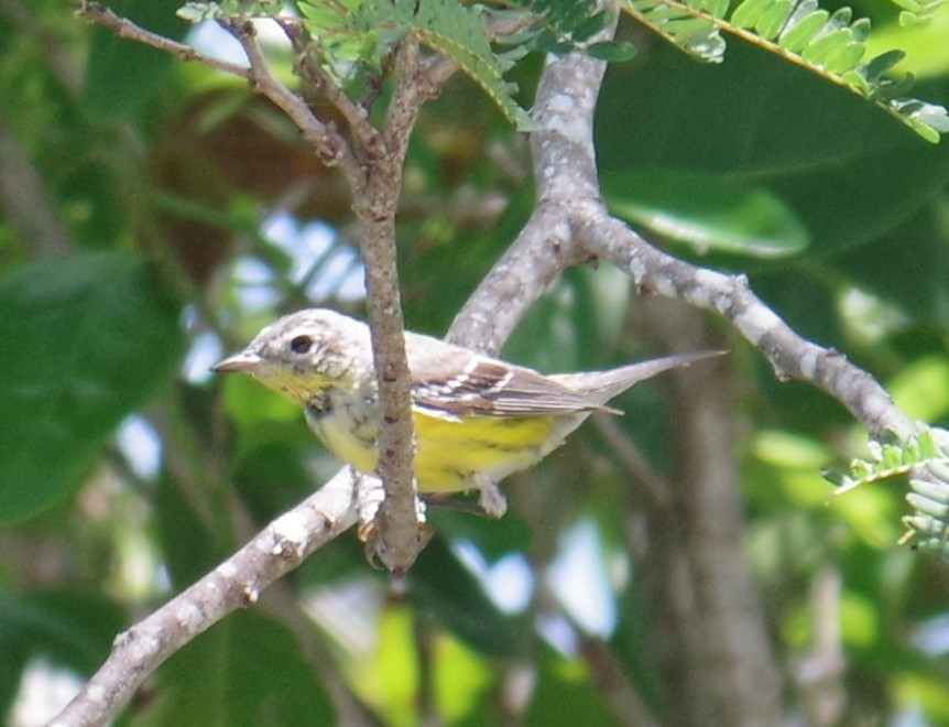 Magnolia Warbler - ML654455933