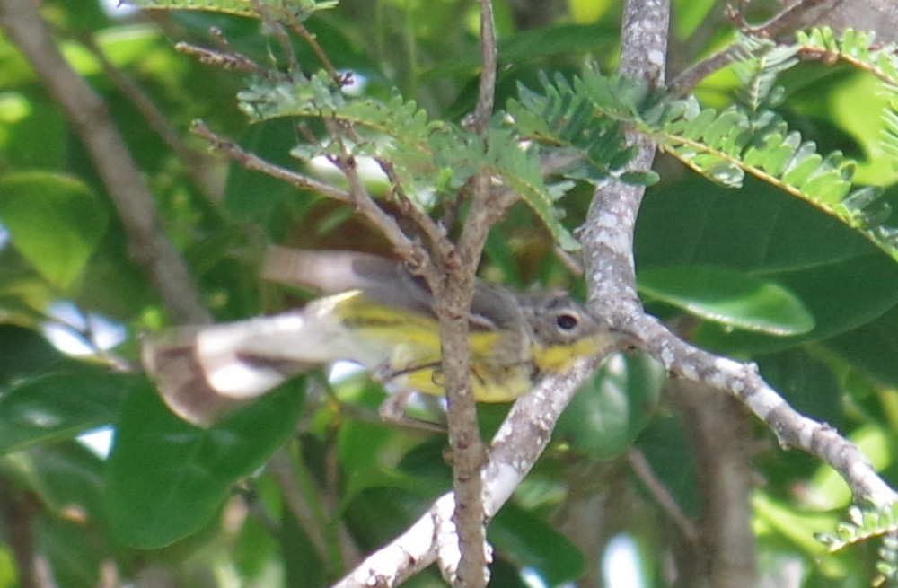 Magnolia Warbler - ML654455934