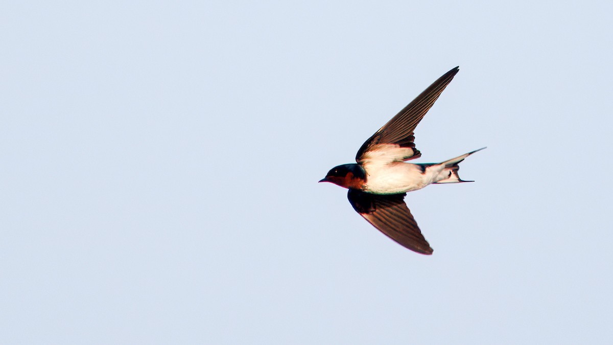 Kızıl Gerdanlı Kırlangıç - ML654457330