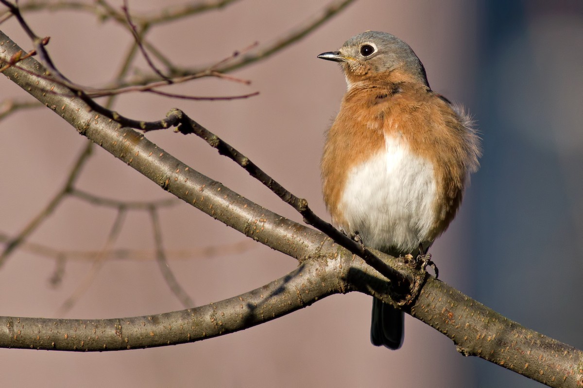 Eastern Bluebird - ML65445741