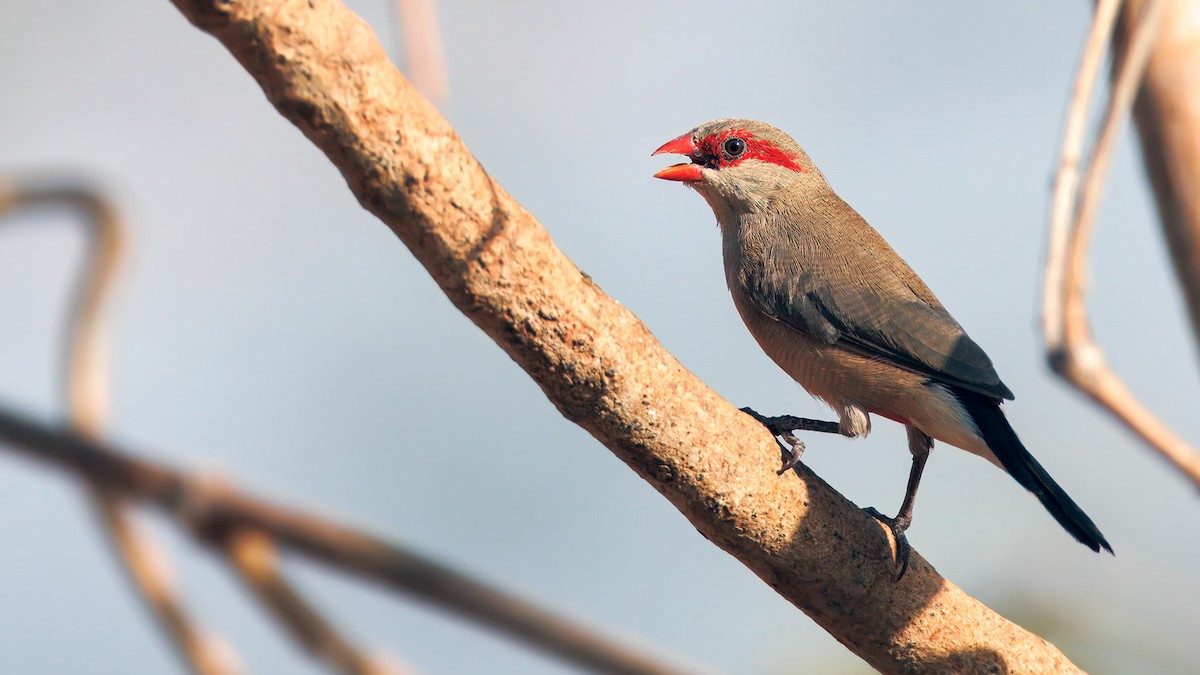 Black-rumped Waxbill - ML654460829