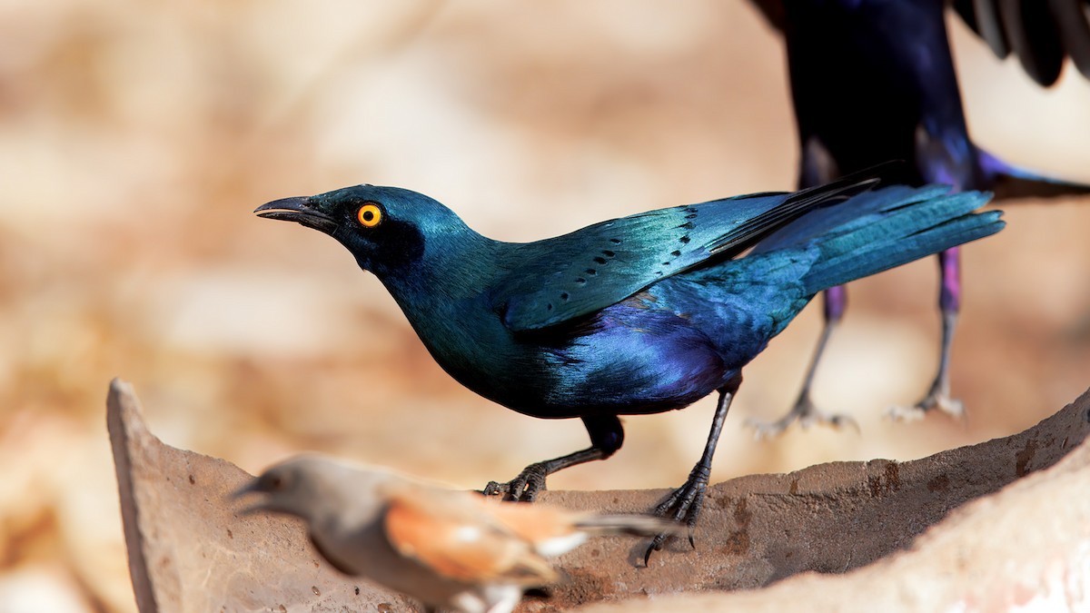 Greater Blue-eared Starling - ML654461062