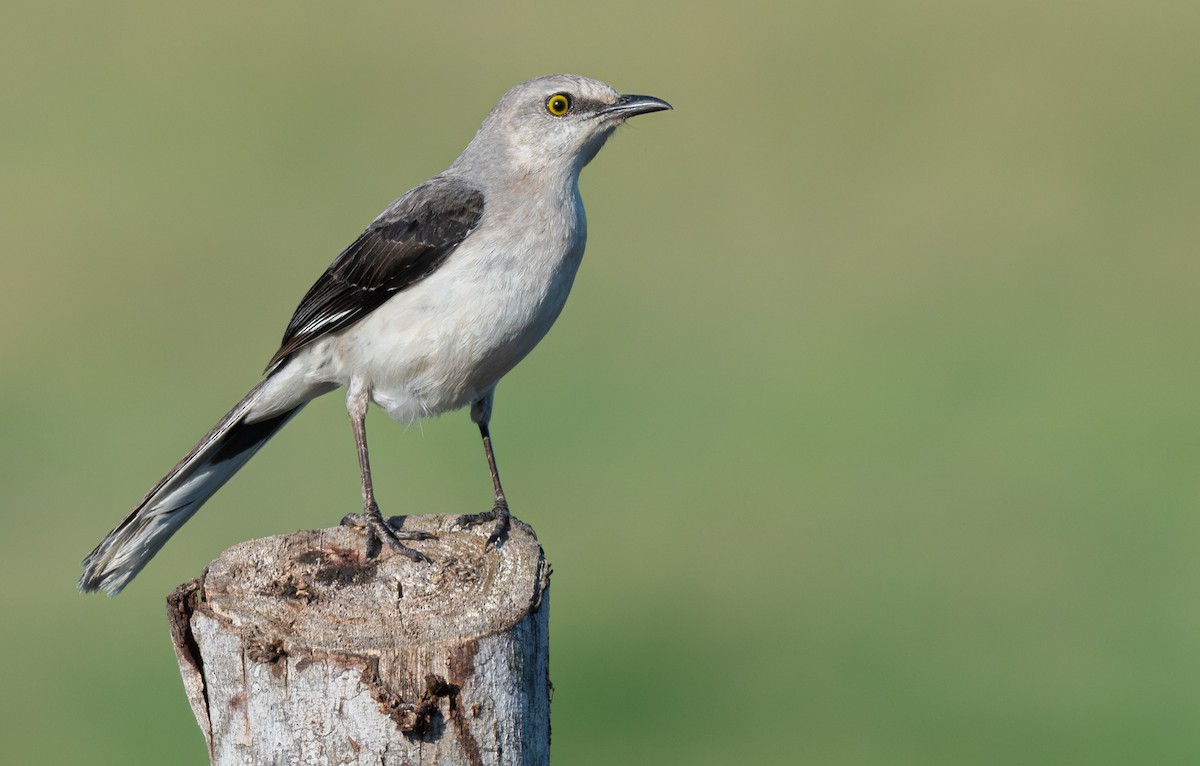 tropespottefugl (gracilis/leucophaeus) - ML654461848