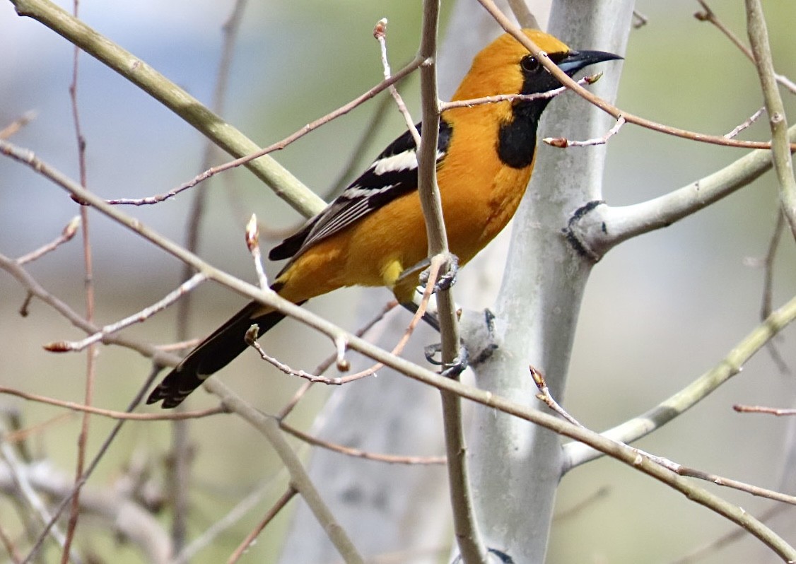 Hooded Oriole - ML654463328