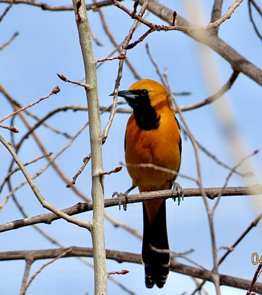 Hooded Oriole - ML654463329