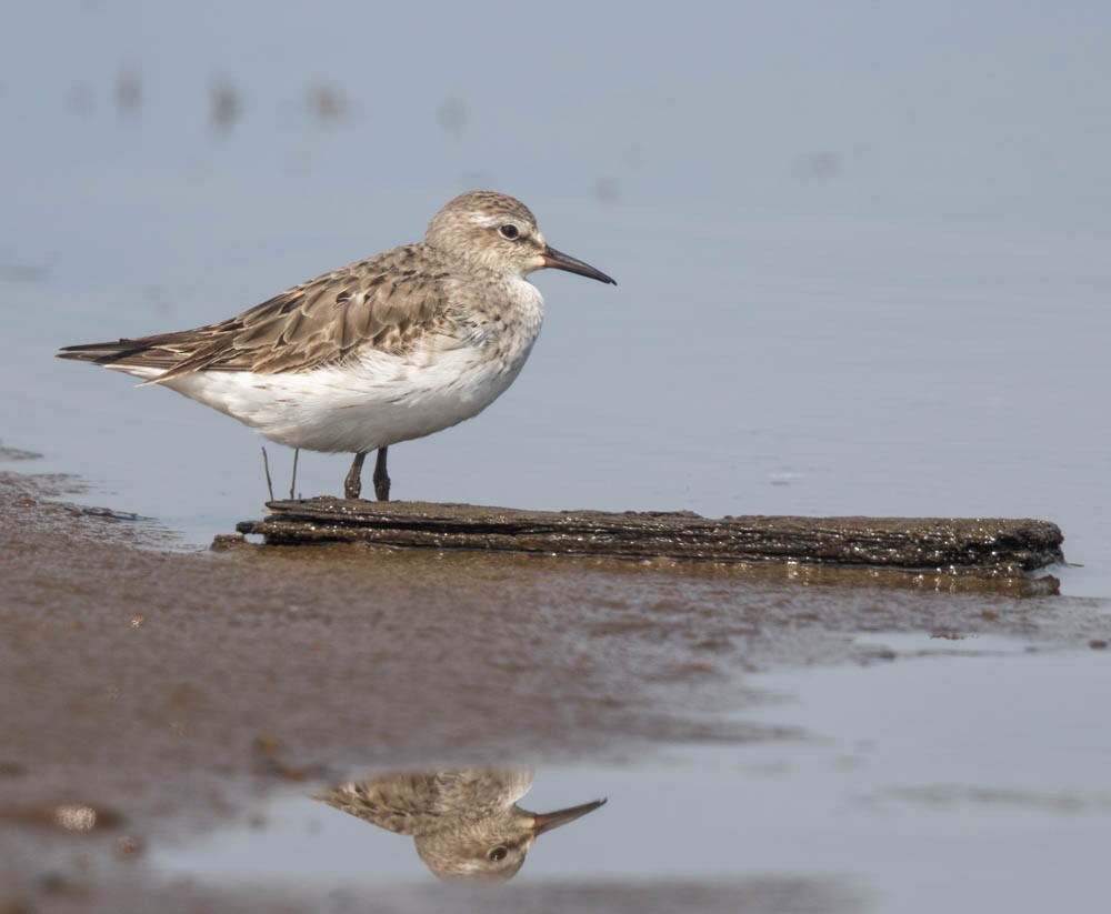 White-rumped Sandpiper - Jacques Bouvier