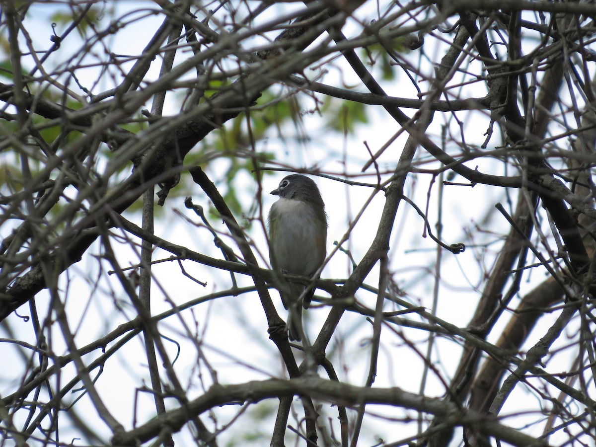 Vireo Solitario - ML654464151