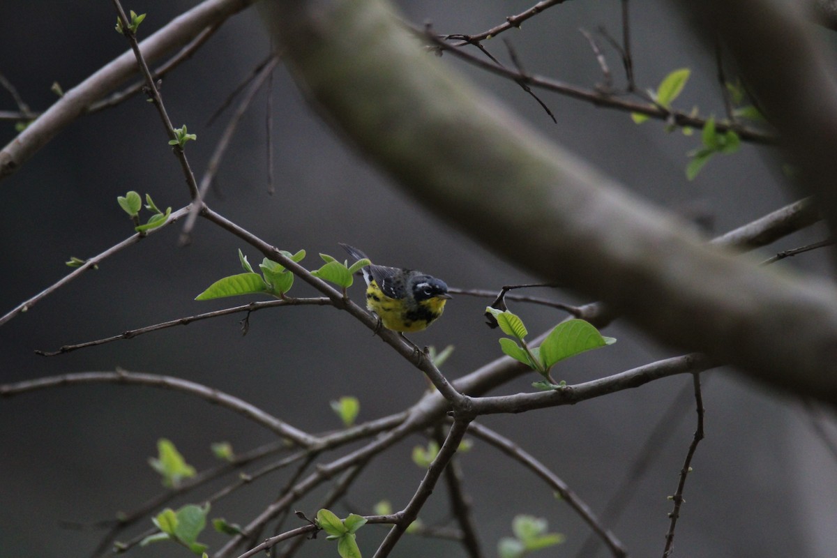 Magnolia Warbler - ML654464691