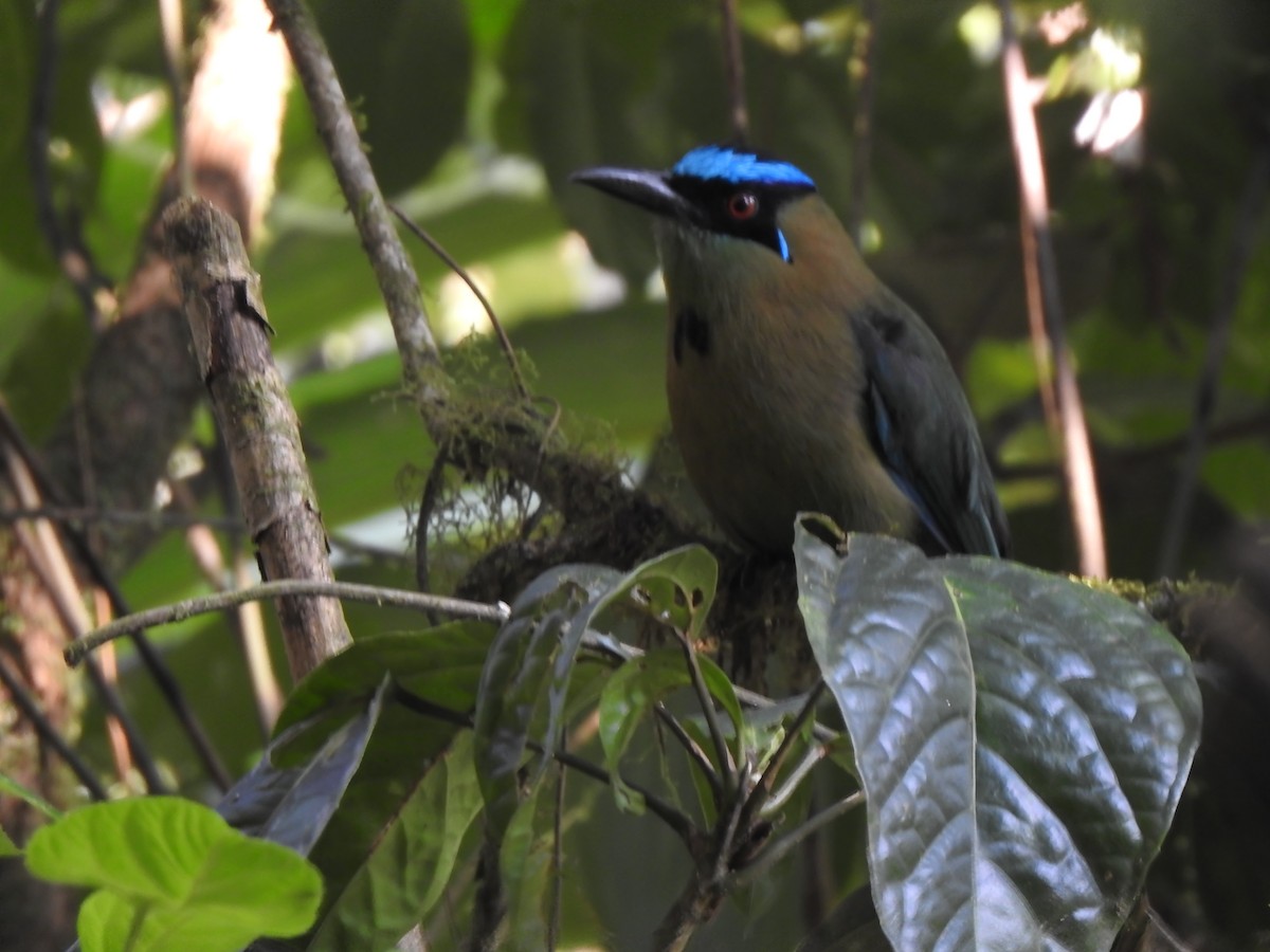 Andean Motmot - ML654466745