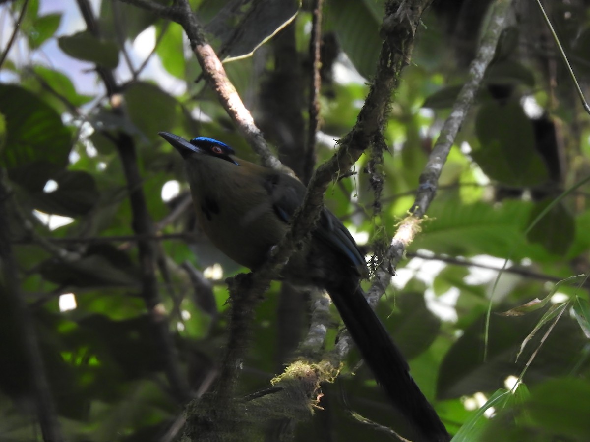 Andean Motmot - ML654466766