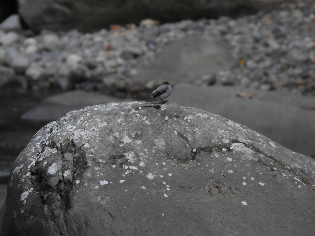 Torrent Tyrannulet - ML654467585