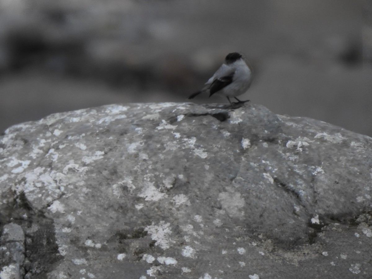 Torrent Tyrannulet - ML654467592