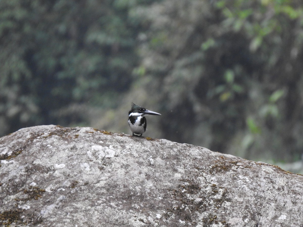 Amazon Kingfisher - ML654467685