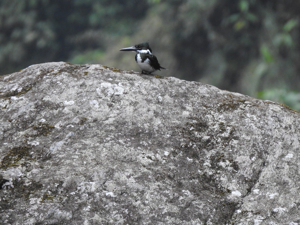 Amazon Kingfisher - ML654467713