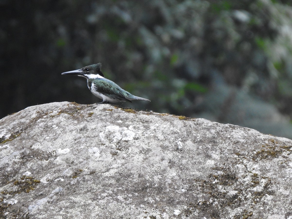Amazon Kingfisher - ML654467739