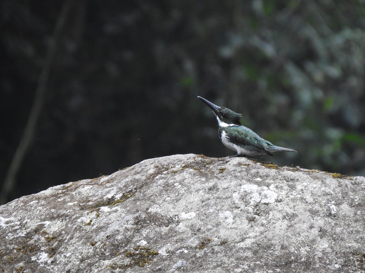 Amazon Kingfisher - ML654467772
