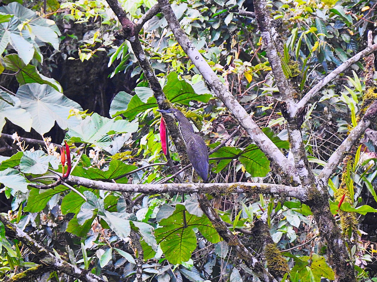 Fasciated Tiger-Heron - ML654467799