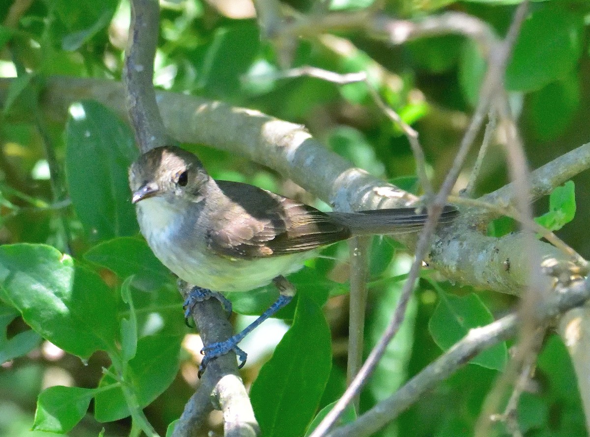 Fulvous-crowned Scrub-Tyrant - ML654468225
