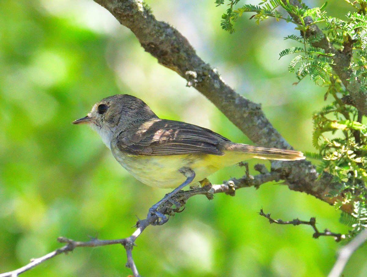 Fulvous-crowned Scrub-Tyrant - ML654469012