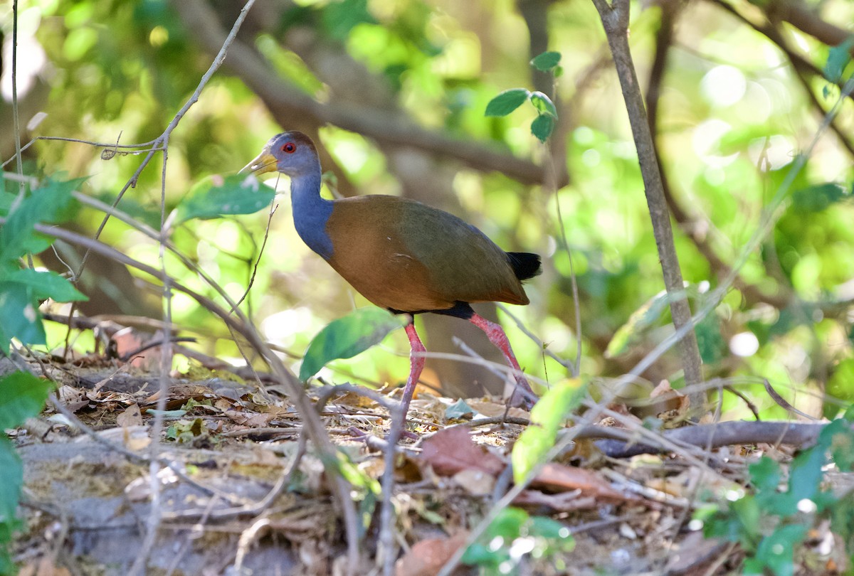 Russet-naped Wood-Rail - ML654469515