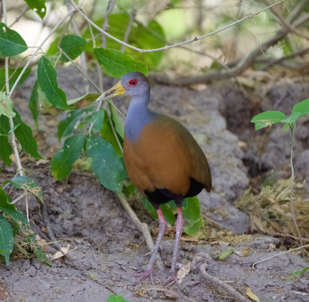 Russet-naped Wood-Rail - ML654469545