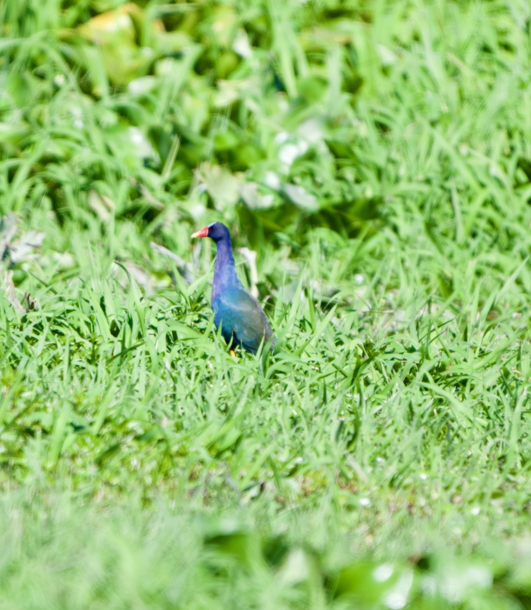 Purple Gallinule - ML654469587