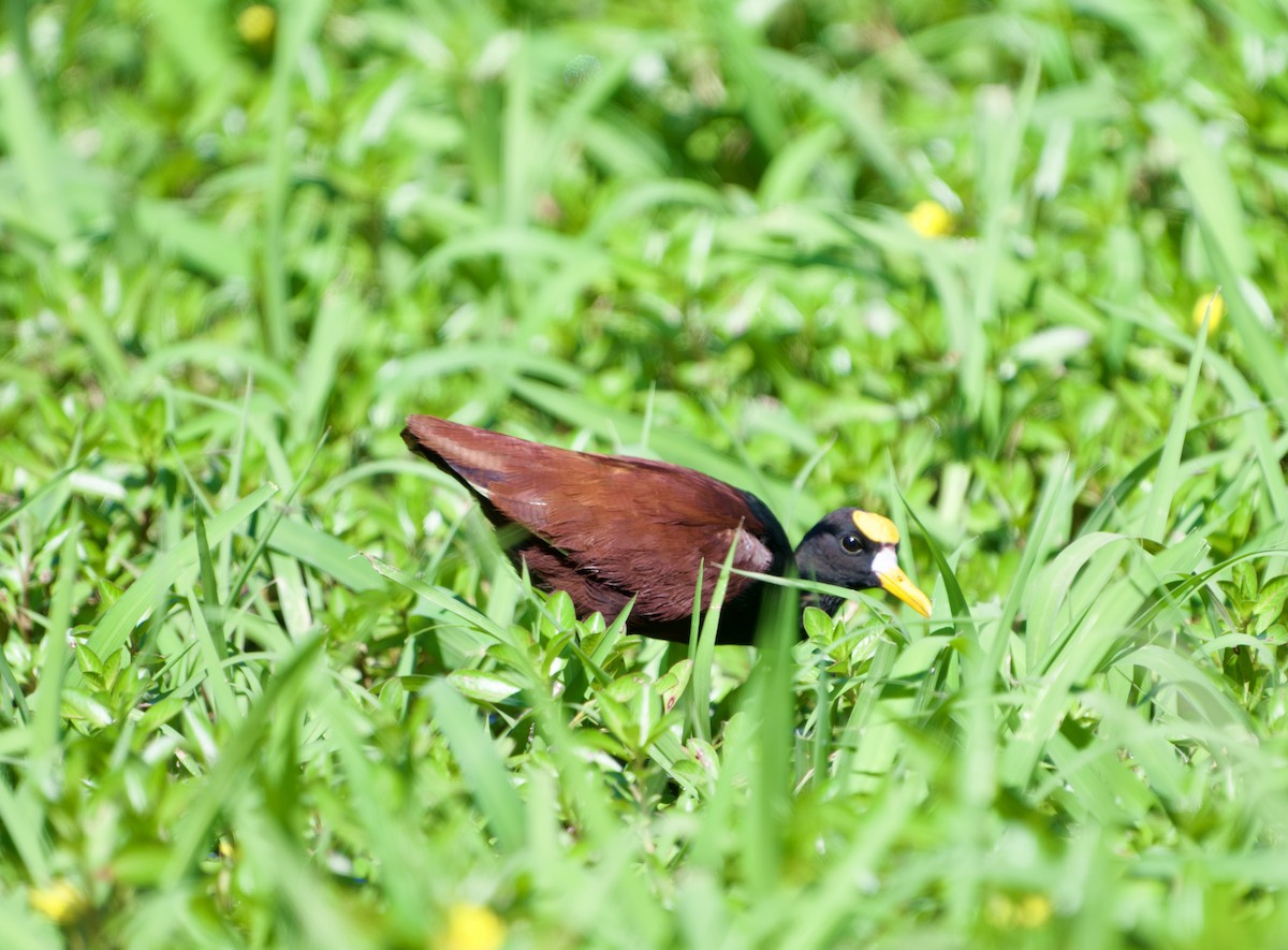 Northern Jacana - ML654469608