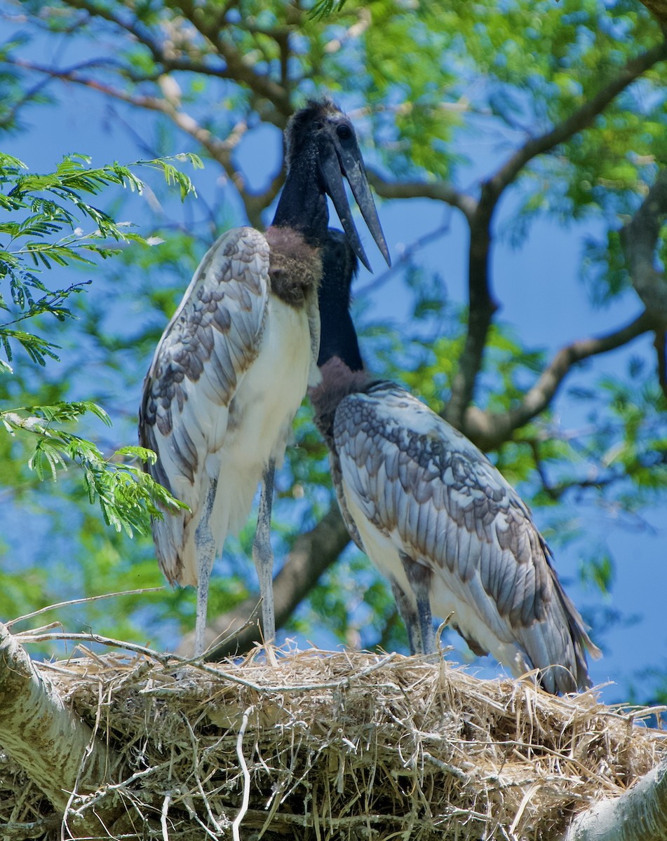 Jabiru - ML654469631