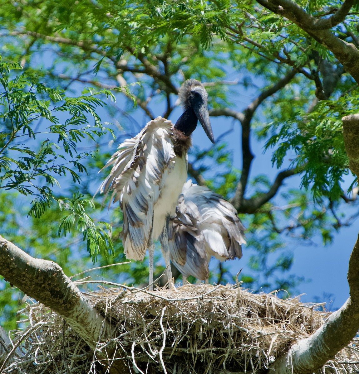 Jabiru - ML654469632