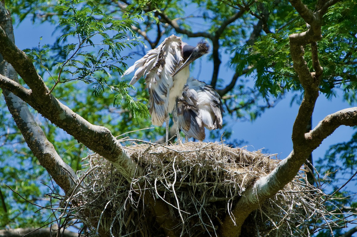 Jabiru - ML654469633