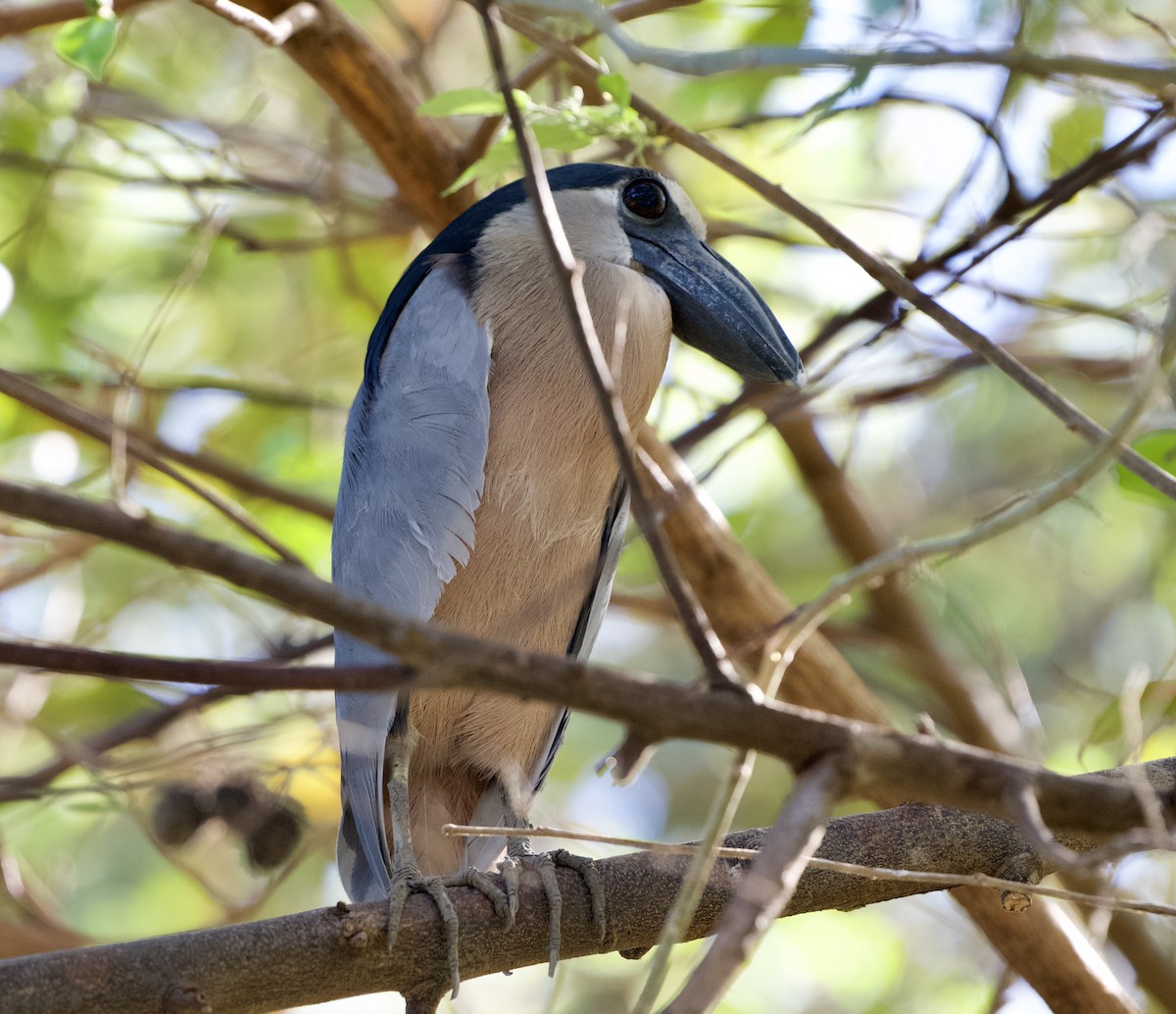 Boat-billed Heron - ML654469733