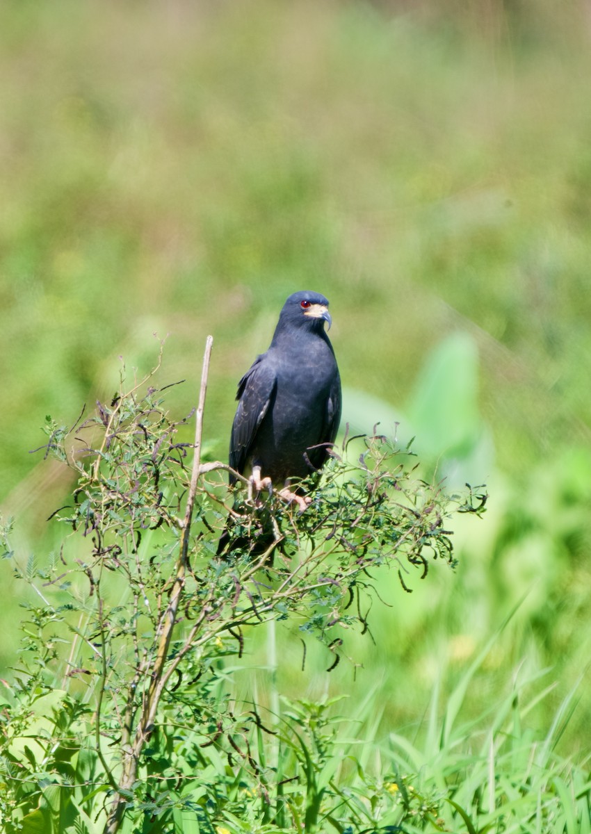 Snail Kite - ML654469944