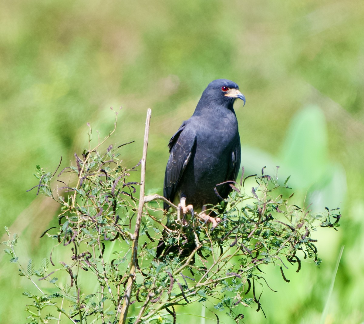 Snail Kite - ML654469945