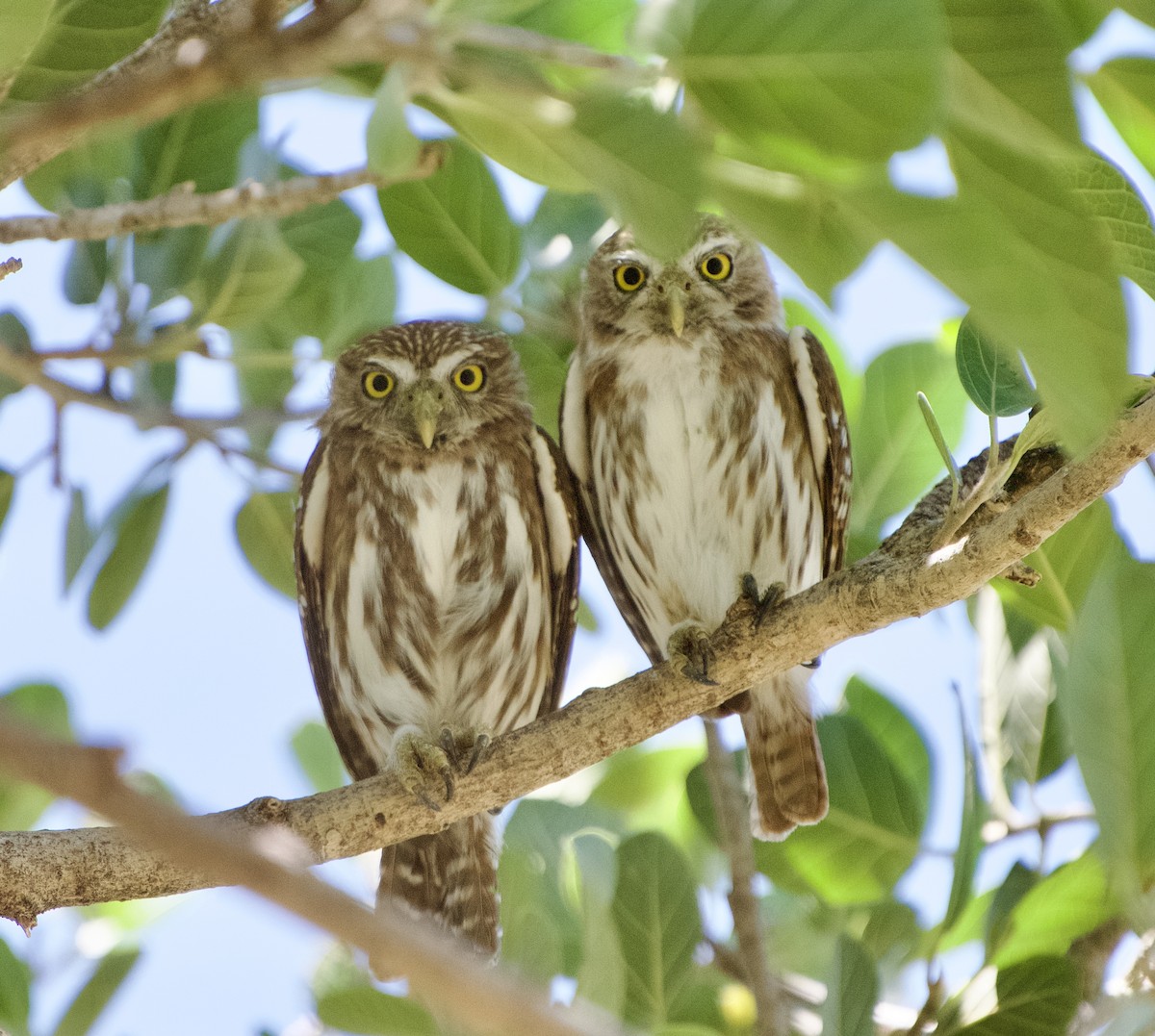 Ferruginous Pygmy-Owl - ML654469962