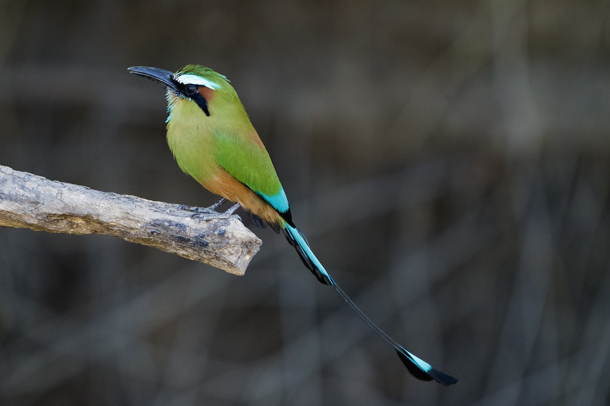 Turquoise-browed Motmot - ML654470007