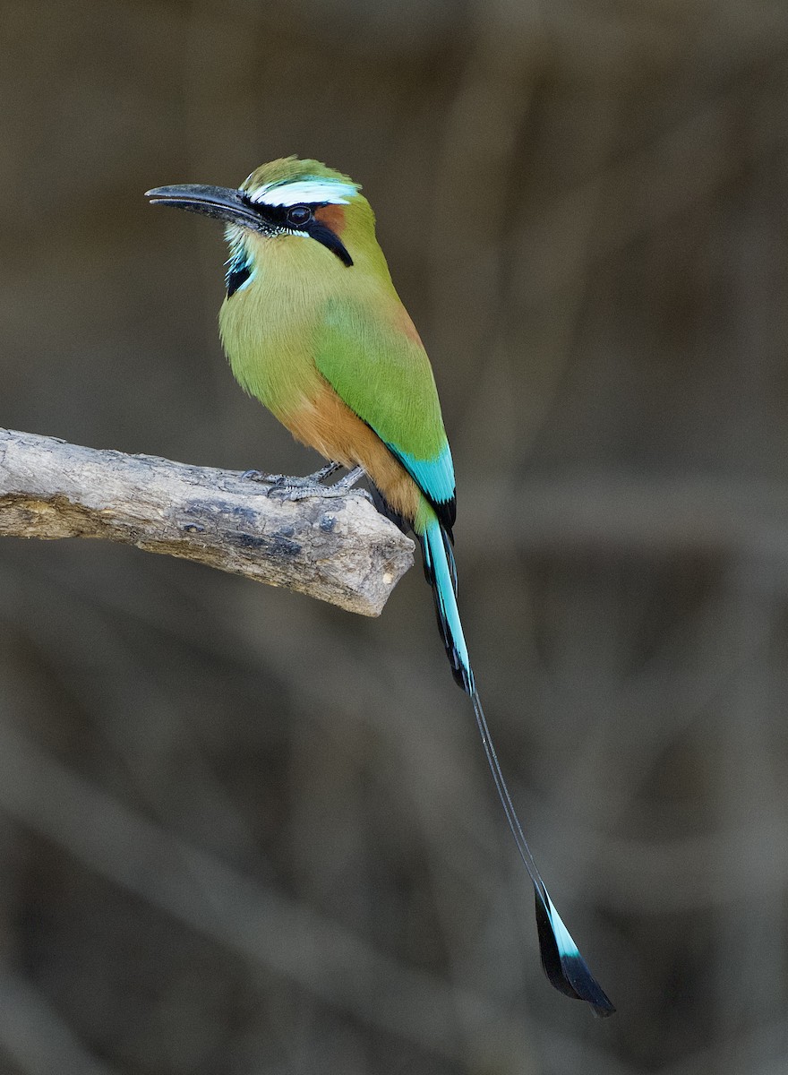 Turquoise-browed Motmot - ML654470008
