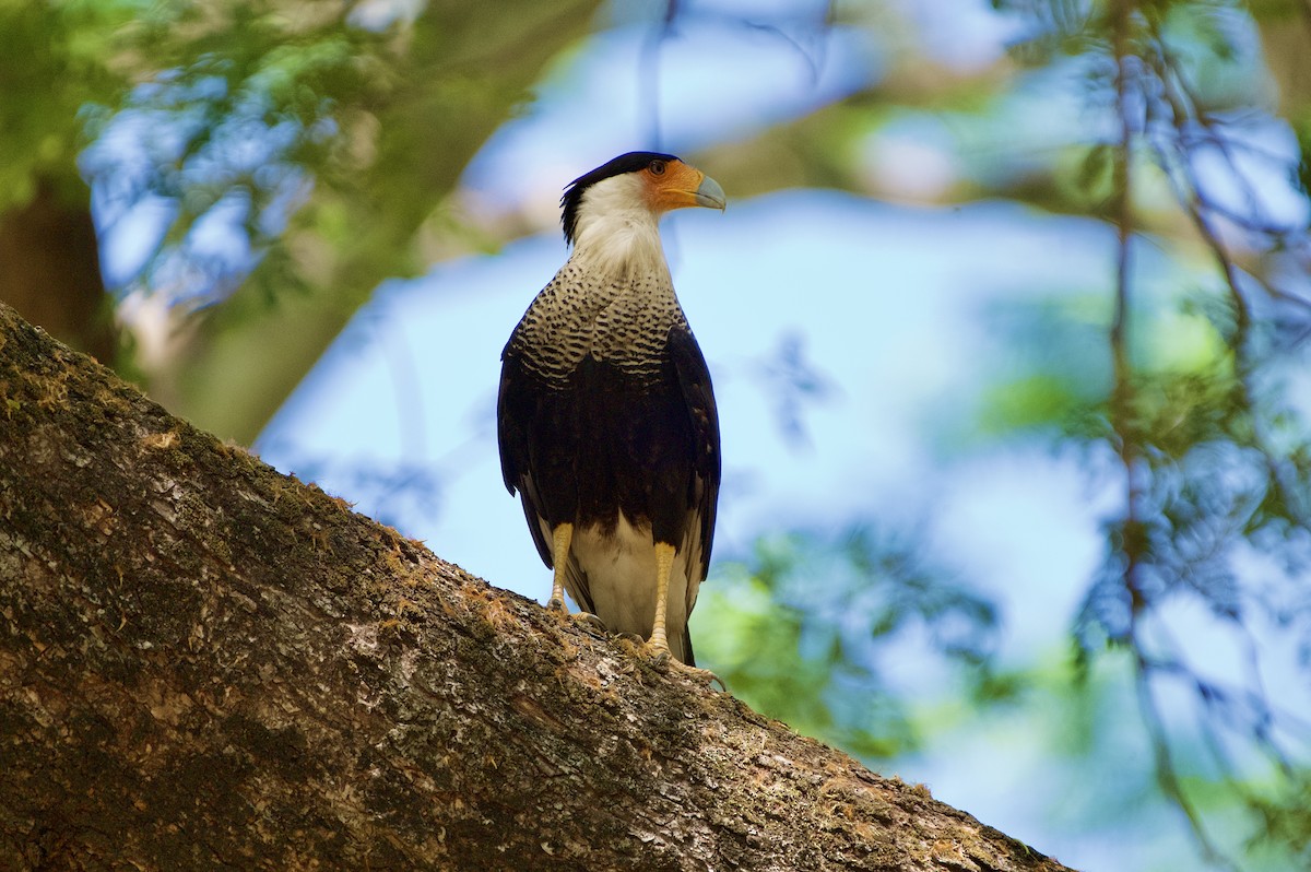 Crested Caracara - ML654470029