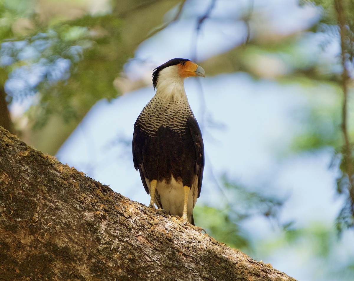 Crested Caracara - ML654470030